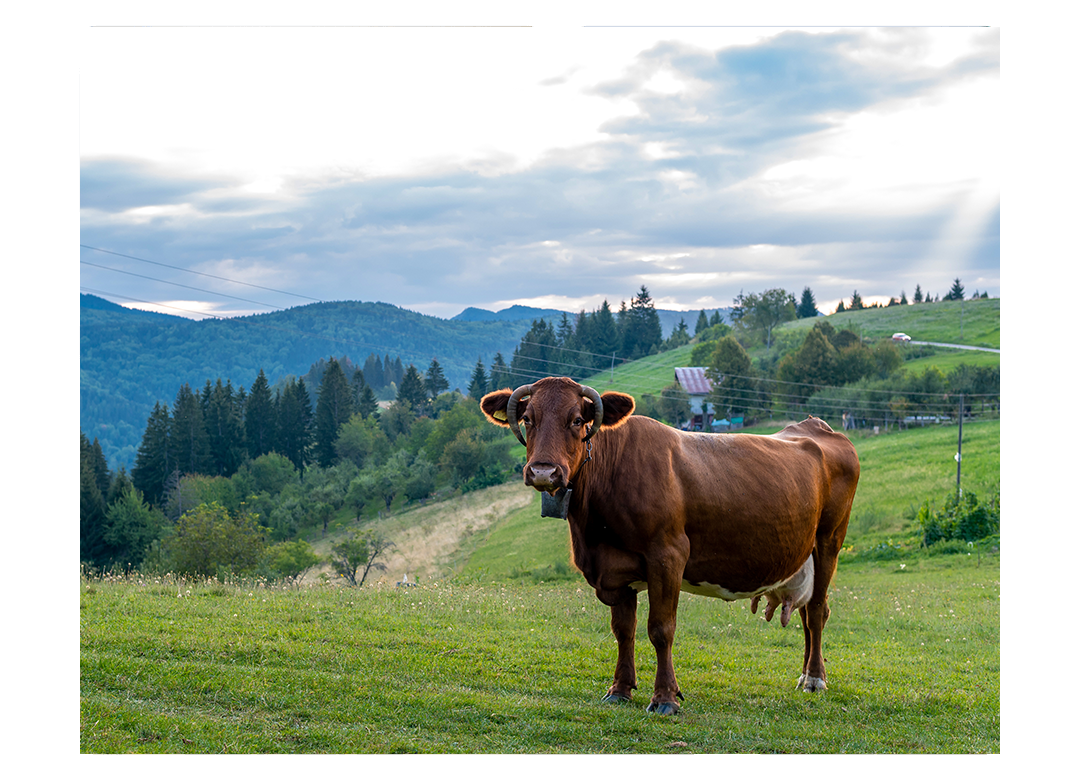 Bovine In Havre, MT 59501 Bear Paw Veterinary Service