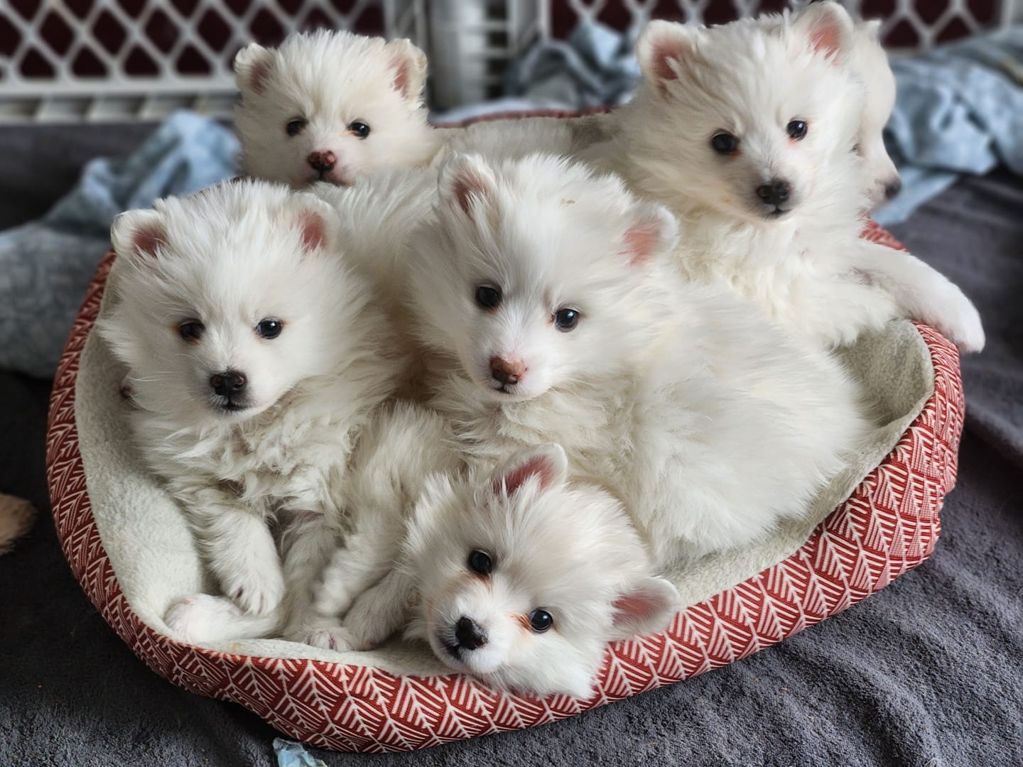 a group of white puppies in a dog bed