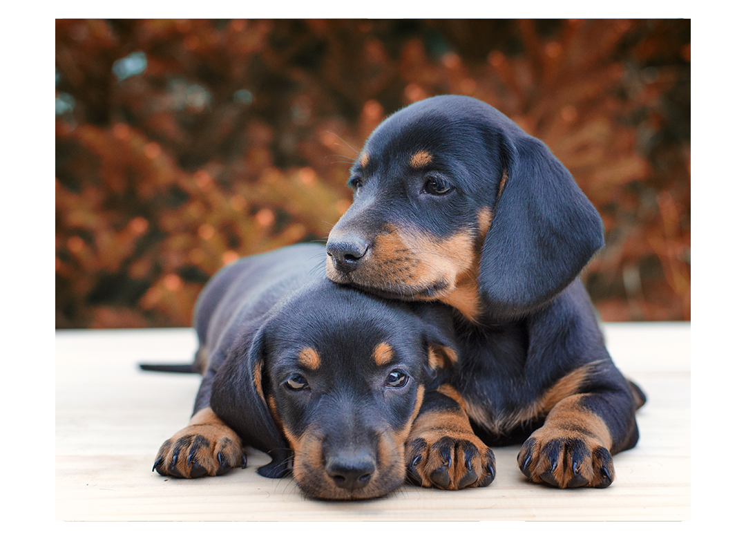 Companion Animal In Havre, MT 59501 Bear Paw Veterinary Service