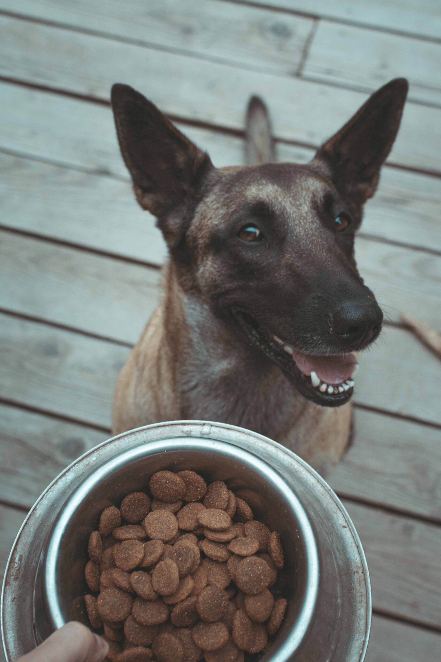a dog looking up at a bowl of food<br />
