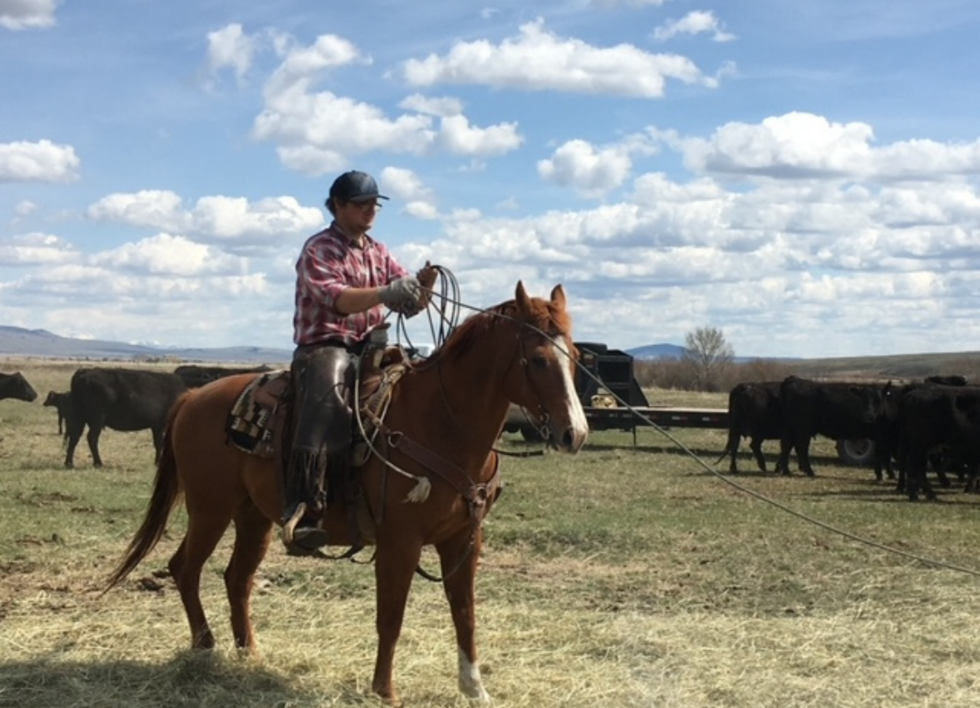 Equine In Havre, MT 59501 Bear Paw Veterinary Service