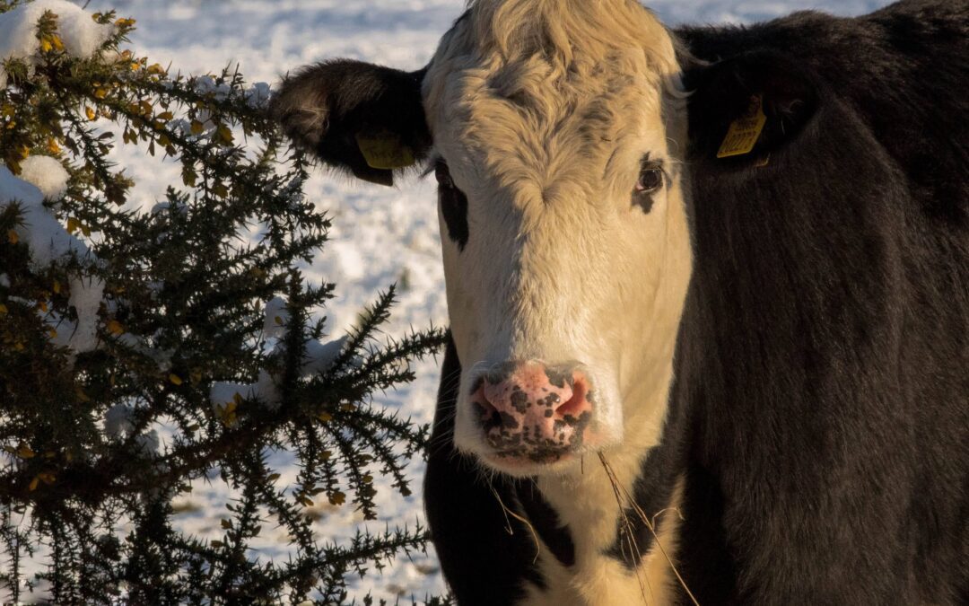 Winter 2023 Cow/Calf Newsletter